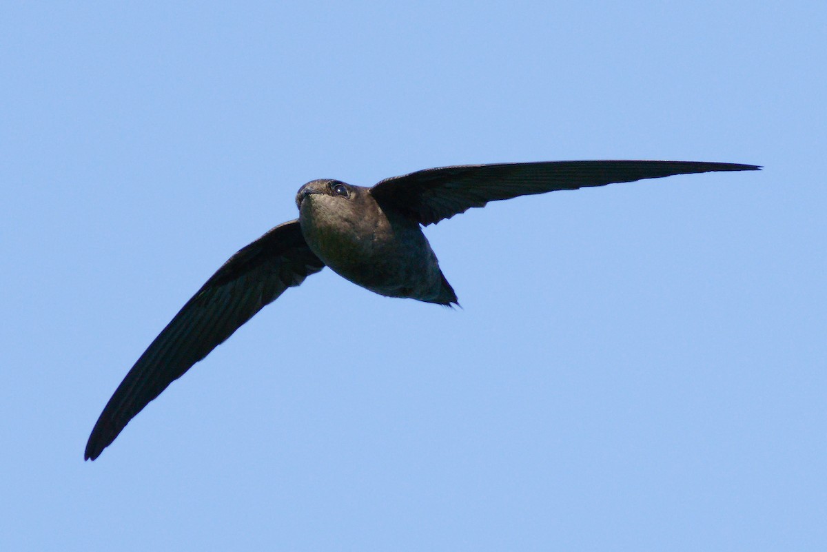 Chimney Swift - Peter F