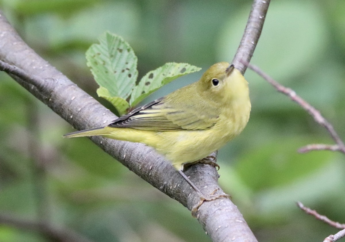 Yellow Warbler - john tuach