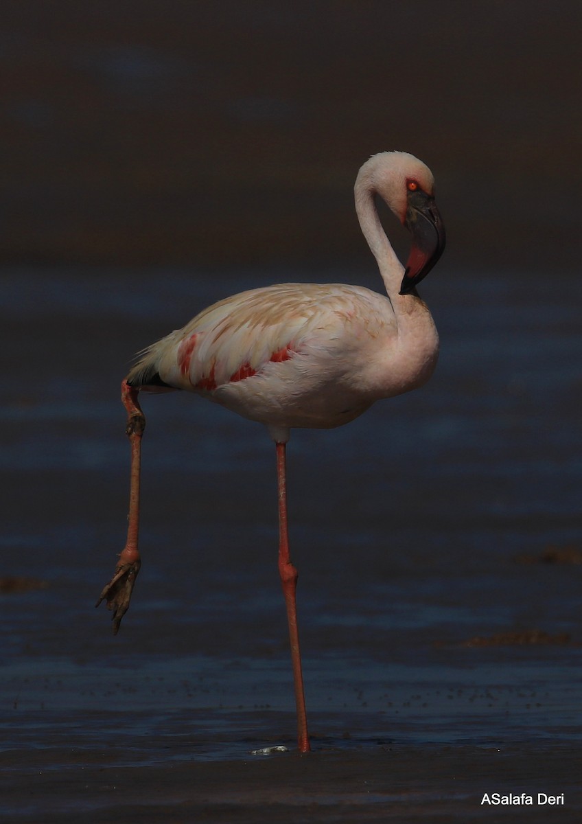 dvergflamingo - ML255350411