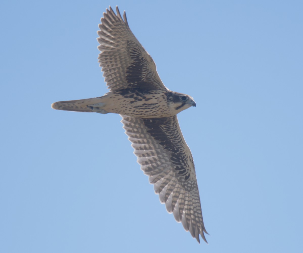Prairie Falcon - Forrest Rowland