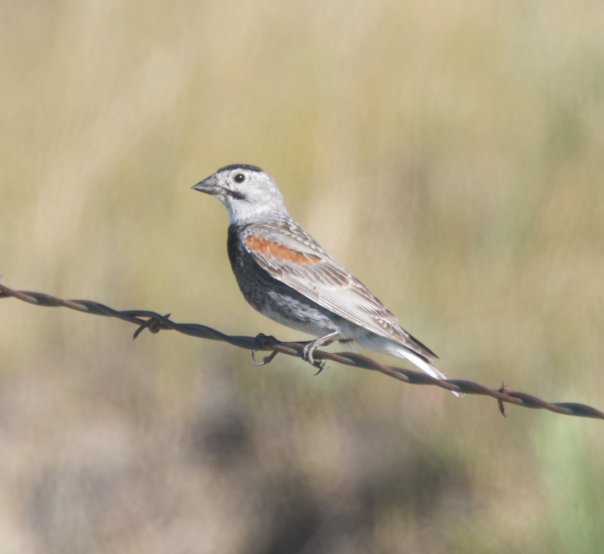 Thick-billed Longspur - Forrest Rowland