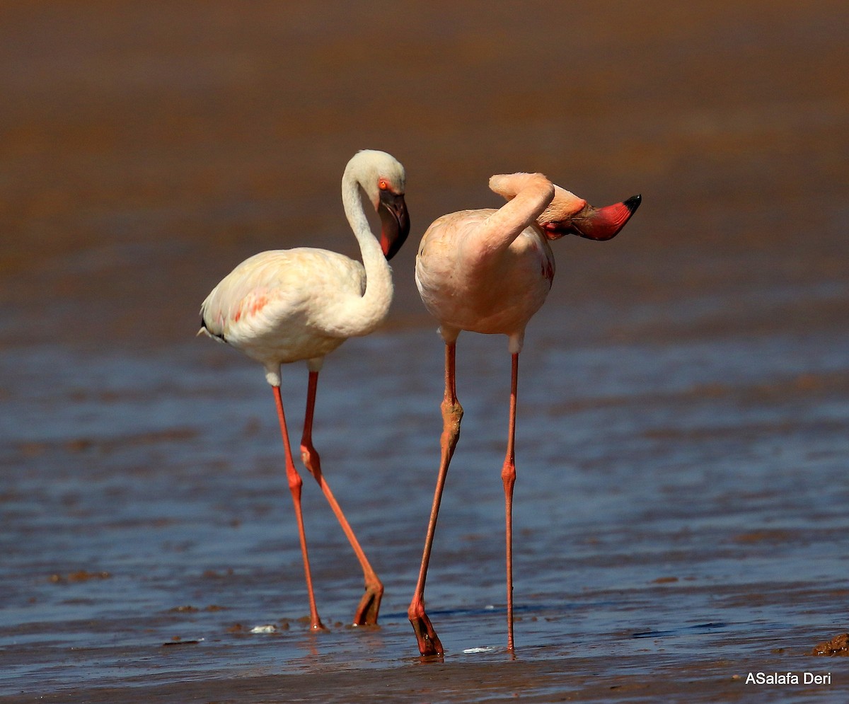 Lesser Flamingo - ML255353911