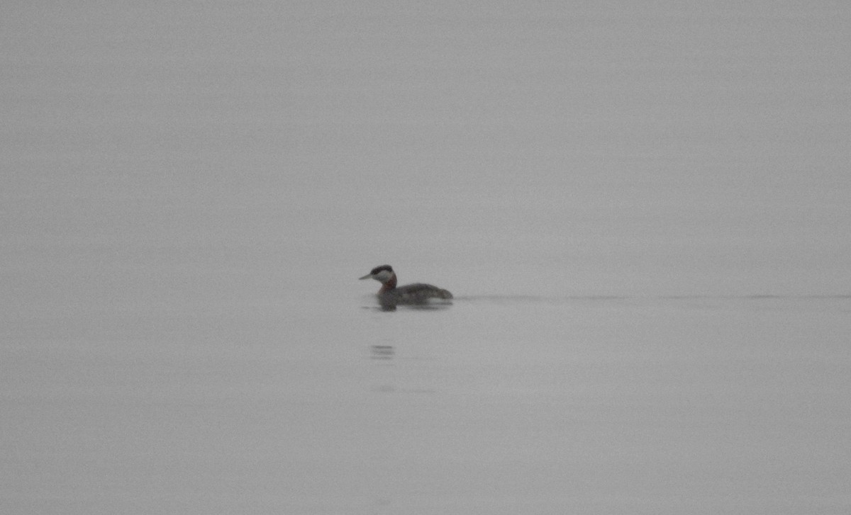 Red-necked Grebe - ML25535411