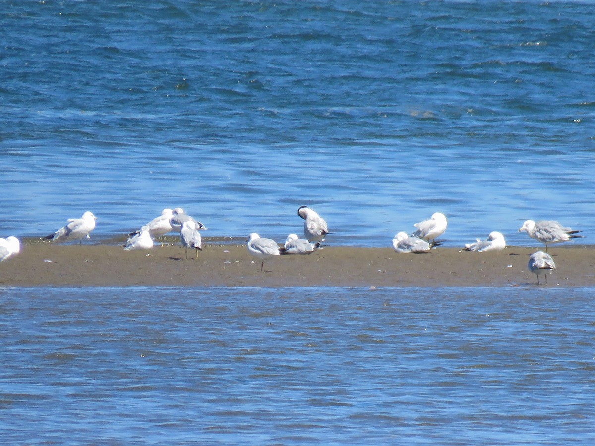 Ring-billed Gull - ML255355361