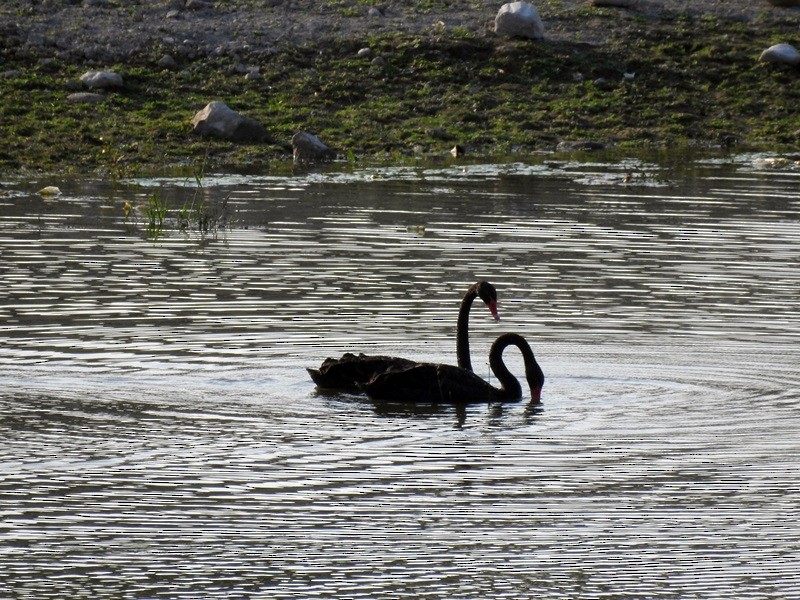 Black Swan - ML255355901