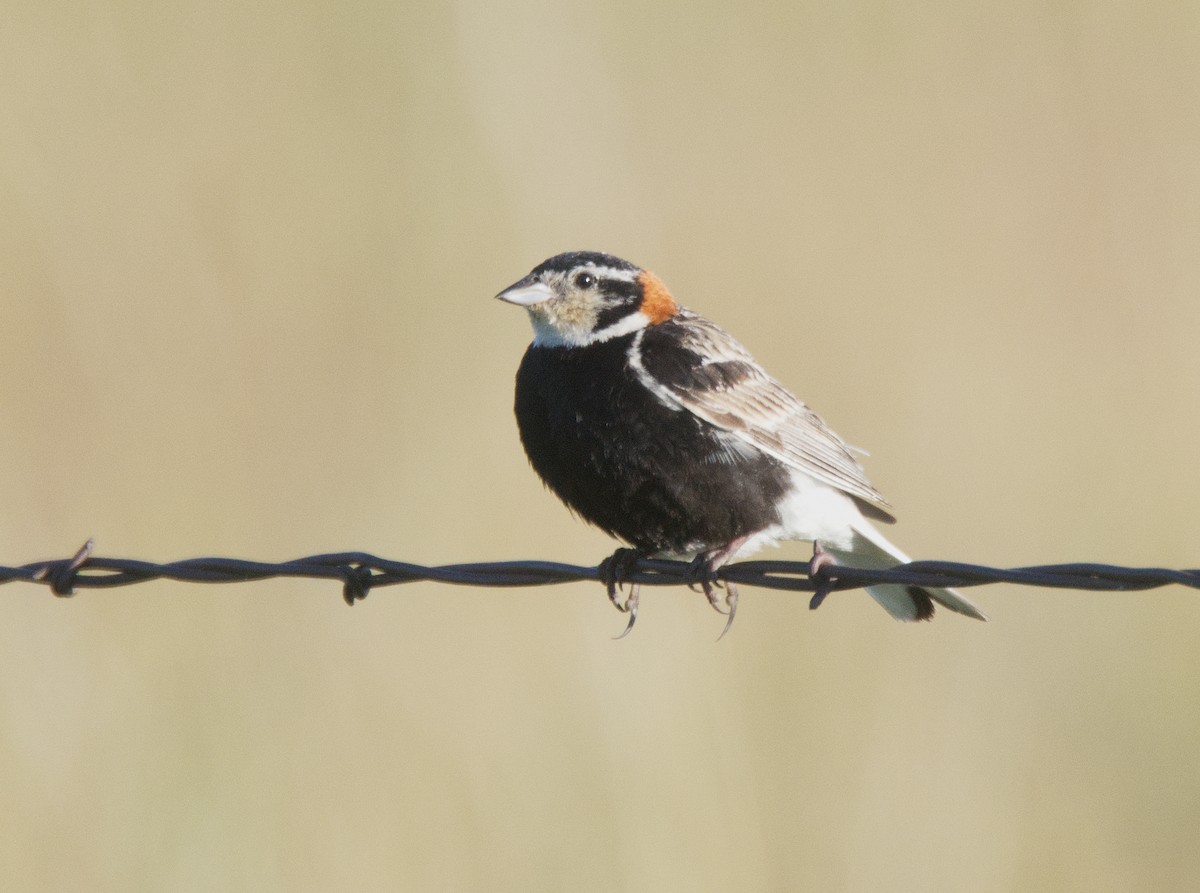 Chestnut-collared Longspur - Forrest Rowland