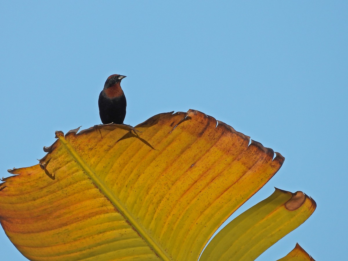 Chestnut-capped Blackbird - Edvaldo Júnior