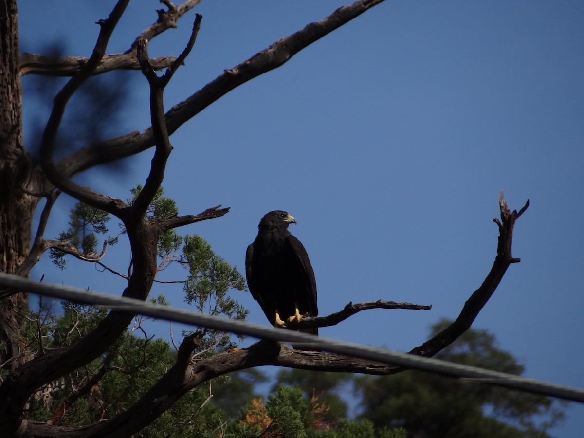 Zone-tailed Hawk - ML255358271