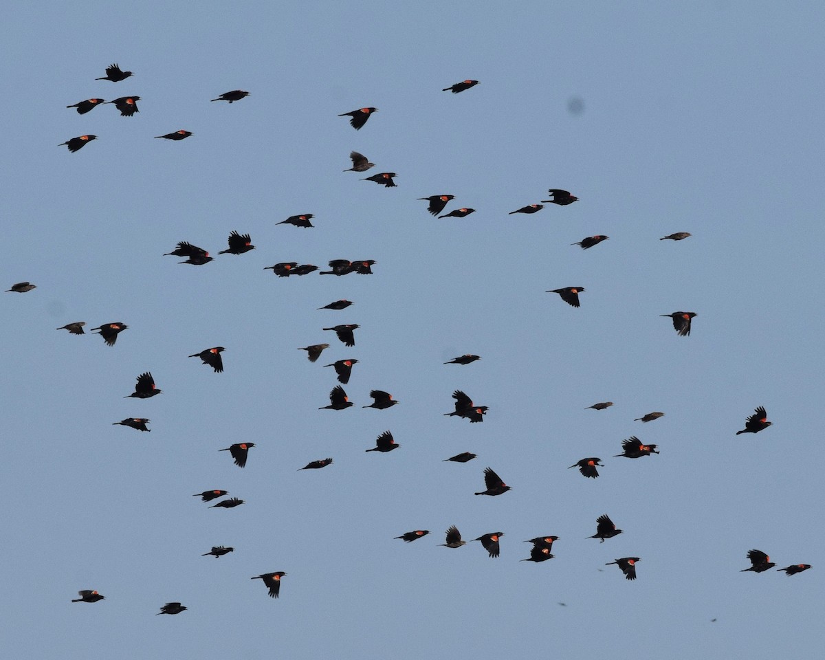 Red-winged Blackbird - ML255358471