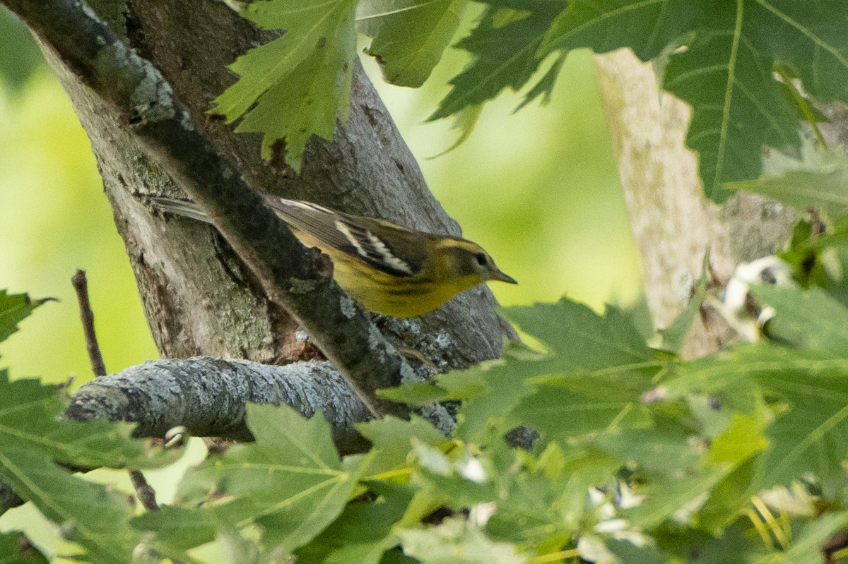 Blackburnian Warbler - ML255358771