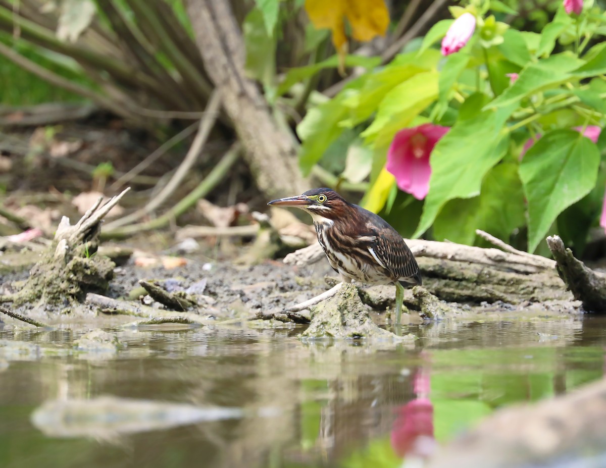 Green Heron - ML255360991