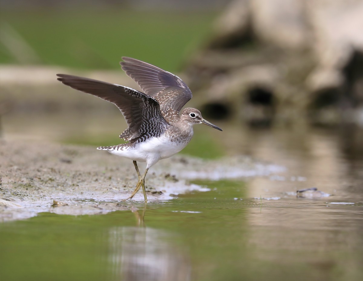 Solitary Sandpiper - ML255361091