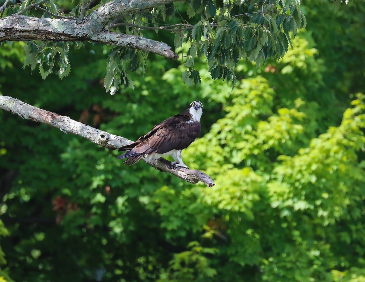 Osprey - ML255361591