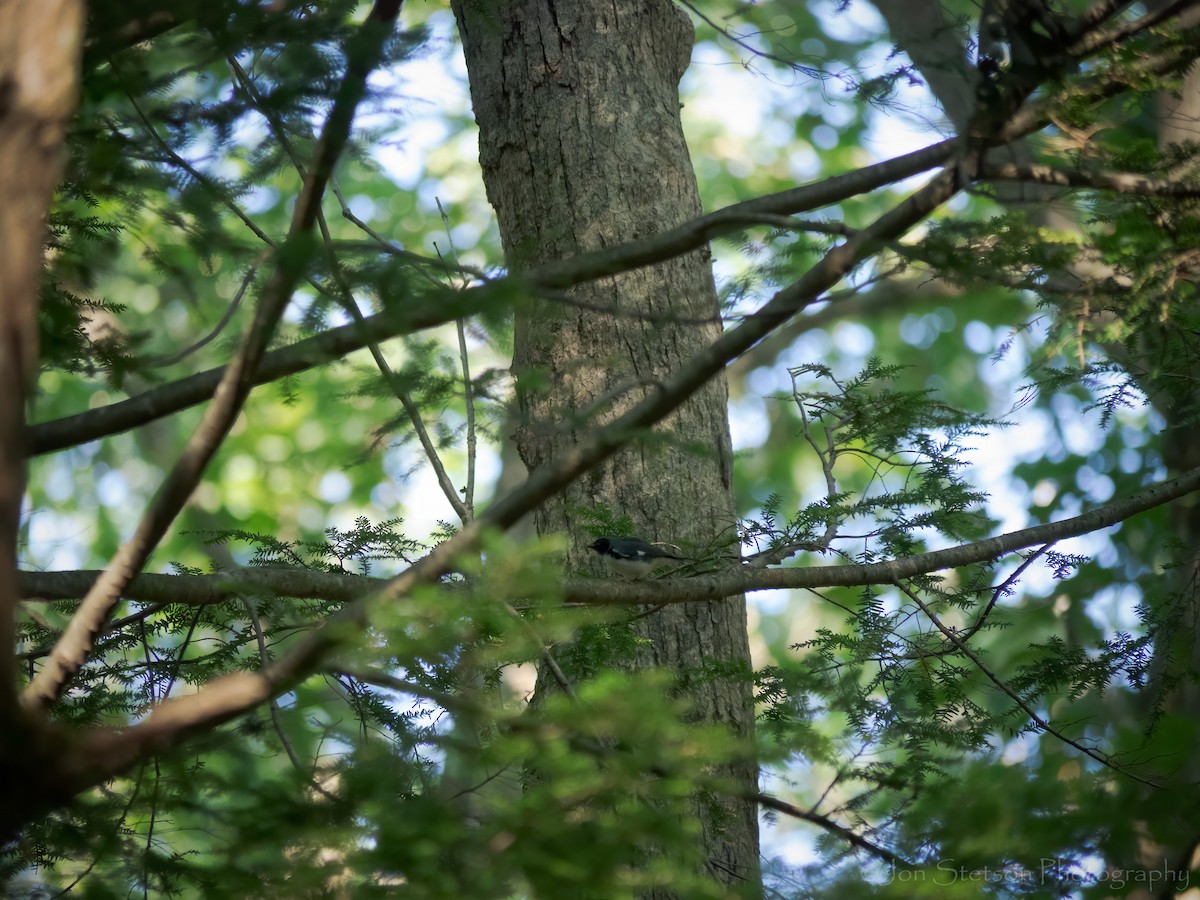 Black-throated Blue Warbler - ML255362101