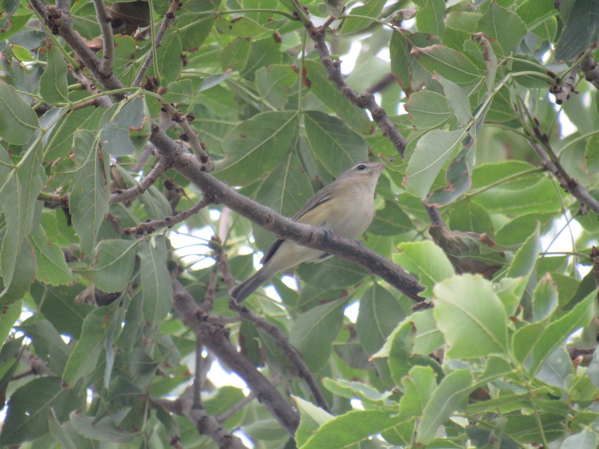 Warbling Vireo (Eastern) - ML255363661