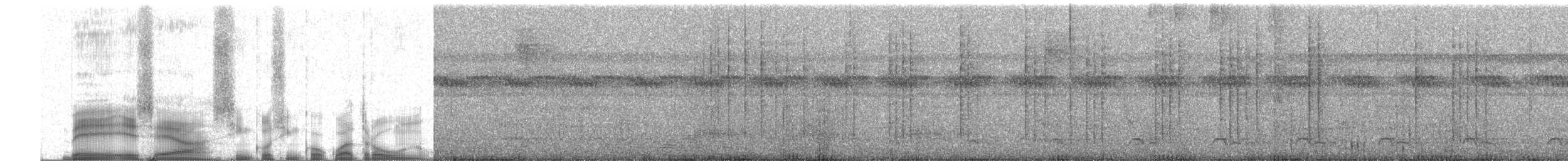 Colibri oreillard - ML255364