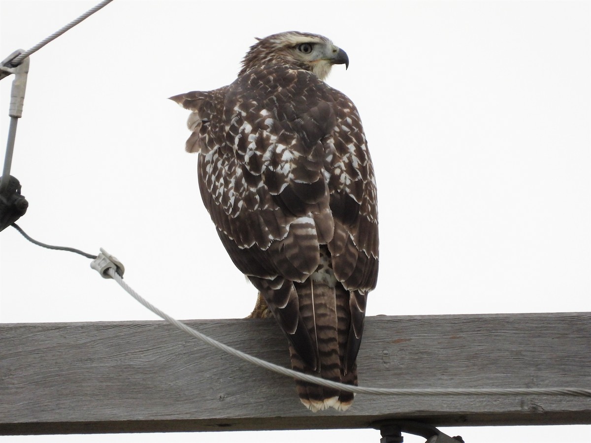 Red-tailed Hawk - ML255365361