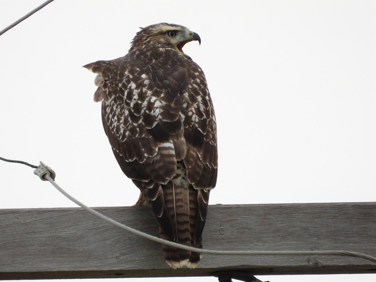 Red-tailed Hawk - ML255365401