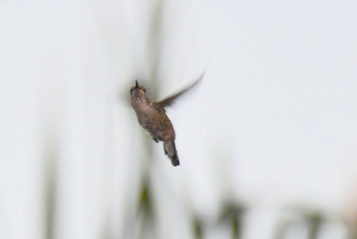 Colibrí de Costa - ML255365571