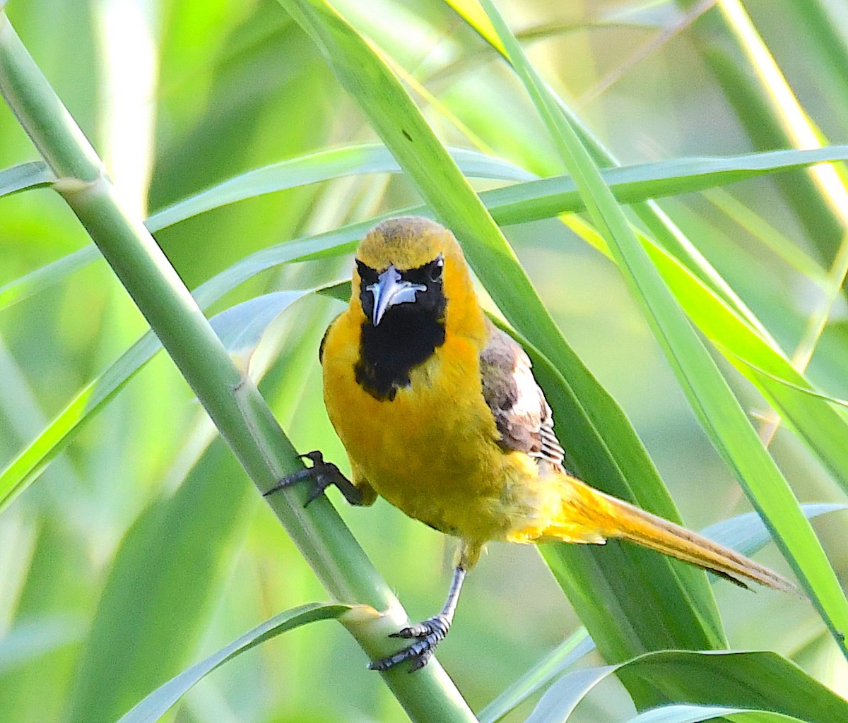 Hooded Oriole - ML255365691