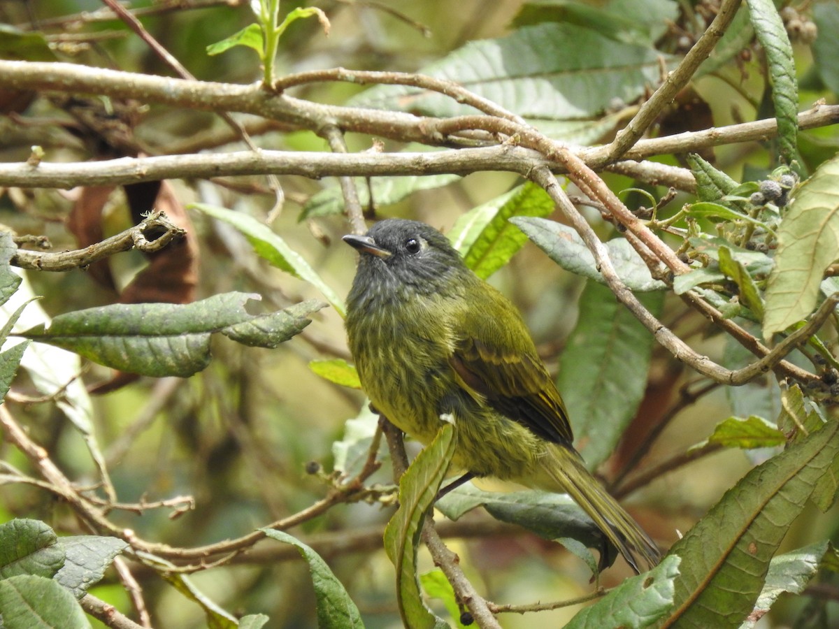 Streak-necked Flycatcher - ML255365711