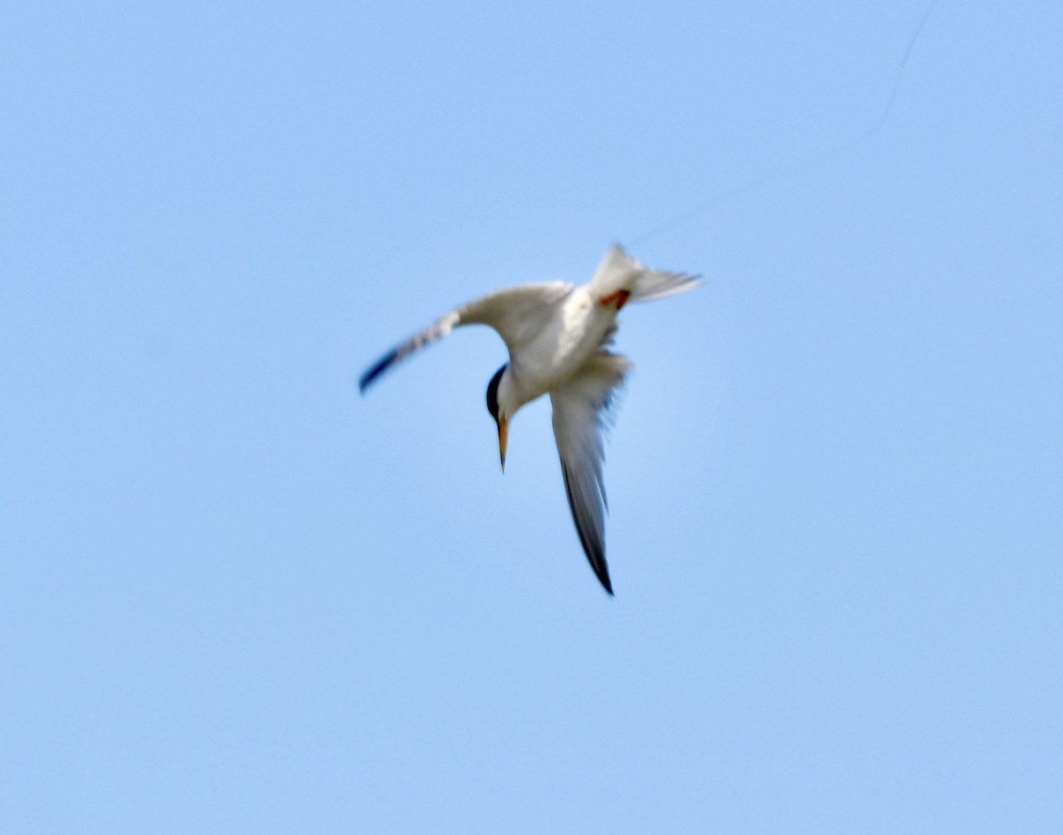 Least Tern - ML255367001