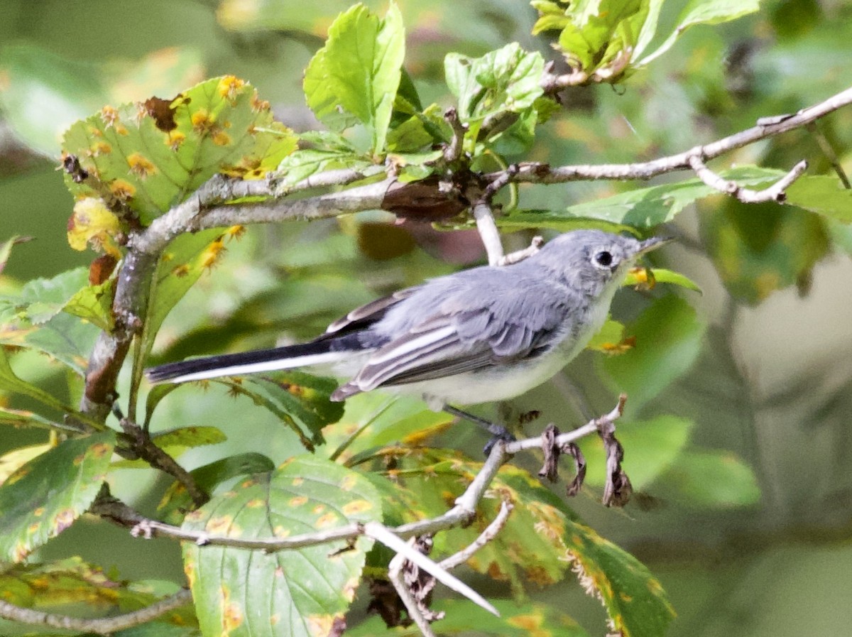 Blue-gray Gnatcatcher - David Gruver