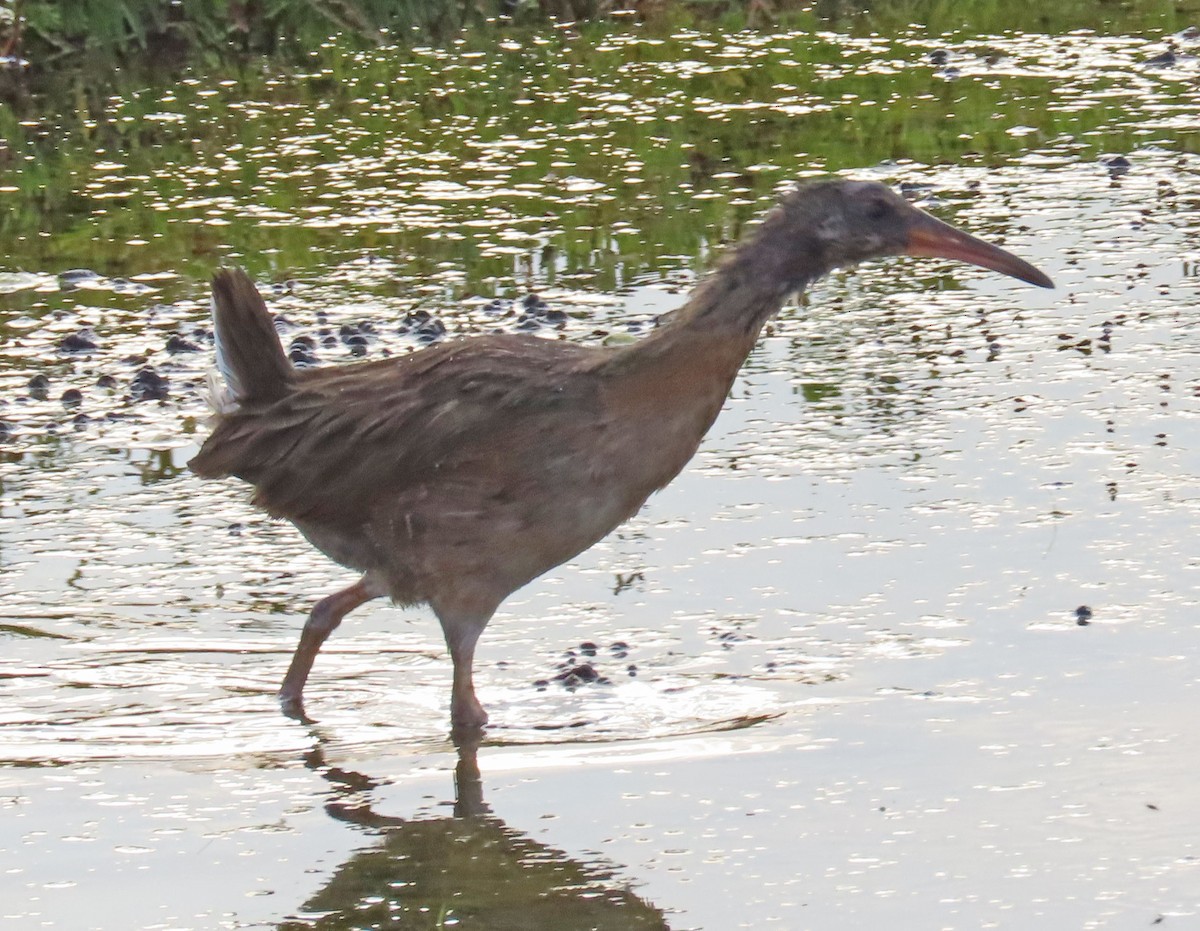 Ridgway's Rail - Diane Etchison