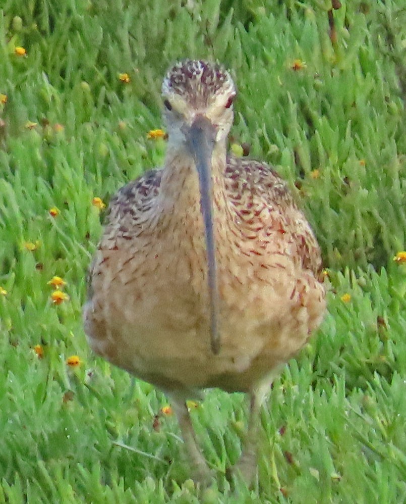 Long-billed Curlew - Diane Etchison
