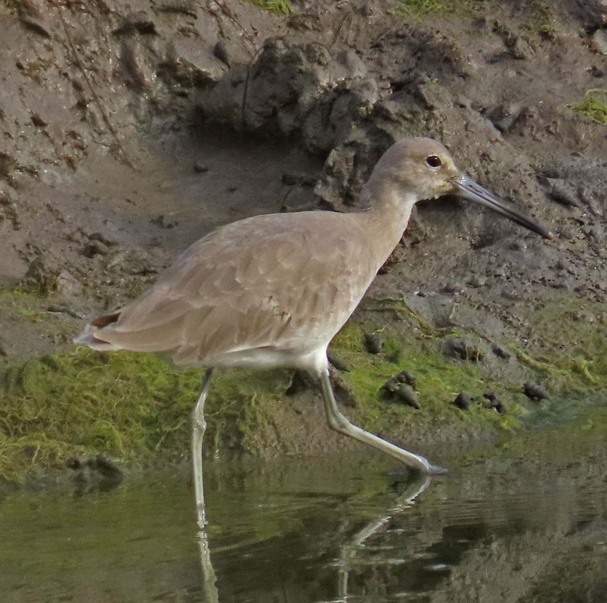 Willet - Diane Etchison