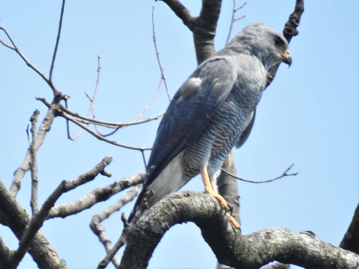 Gray Hawk - ML255370531