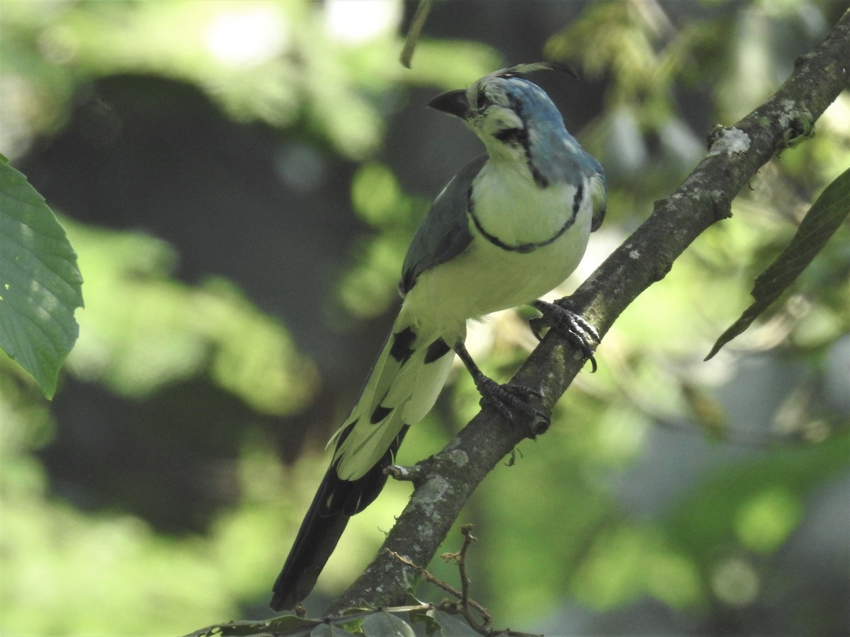 White-throated Magpie-Jay - ML255371071