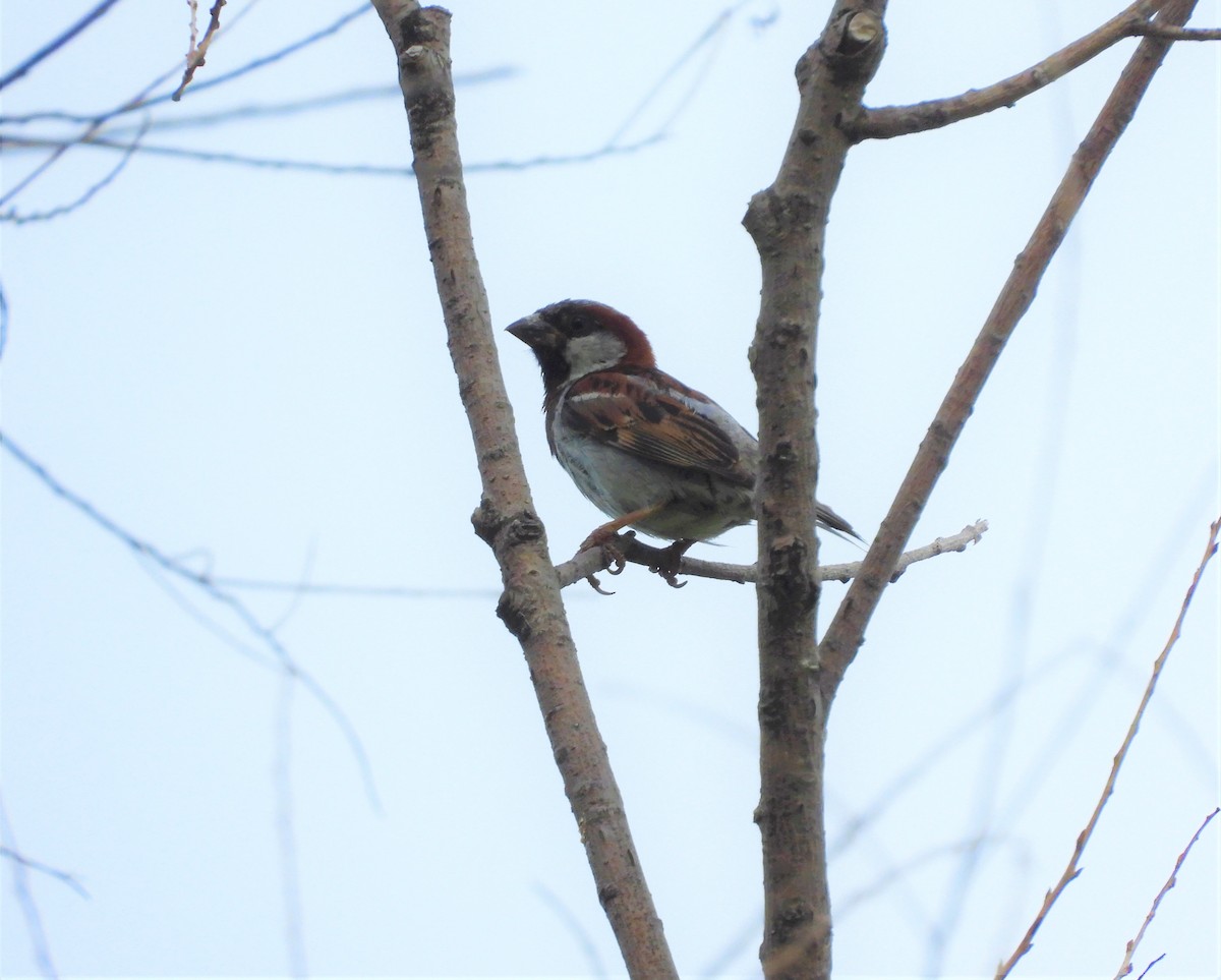 House Sparrow - ML255371971