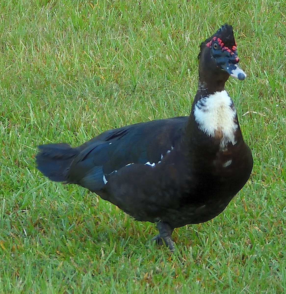 Muscovy Duck (Domestic type) - ML255372941