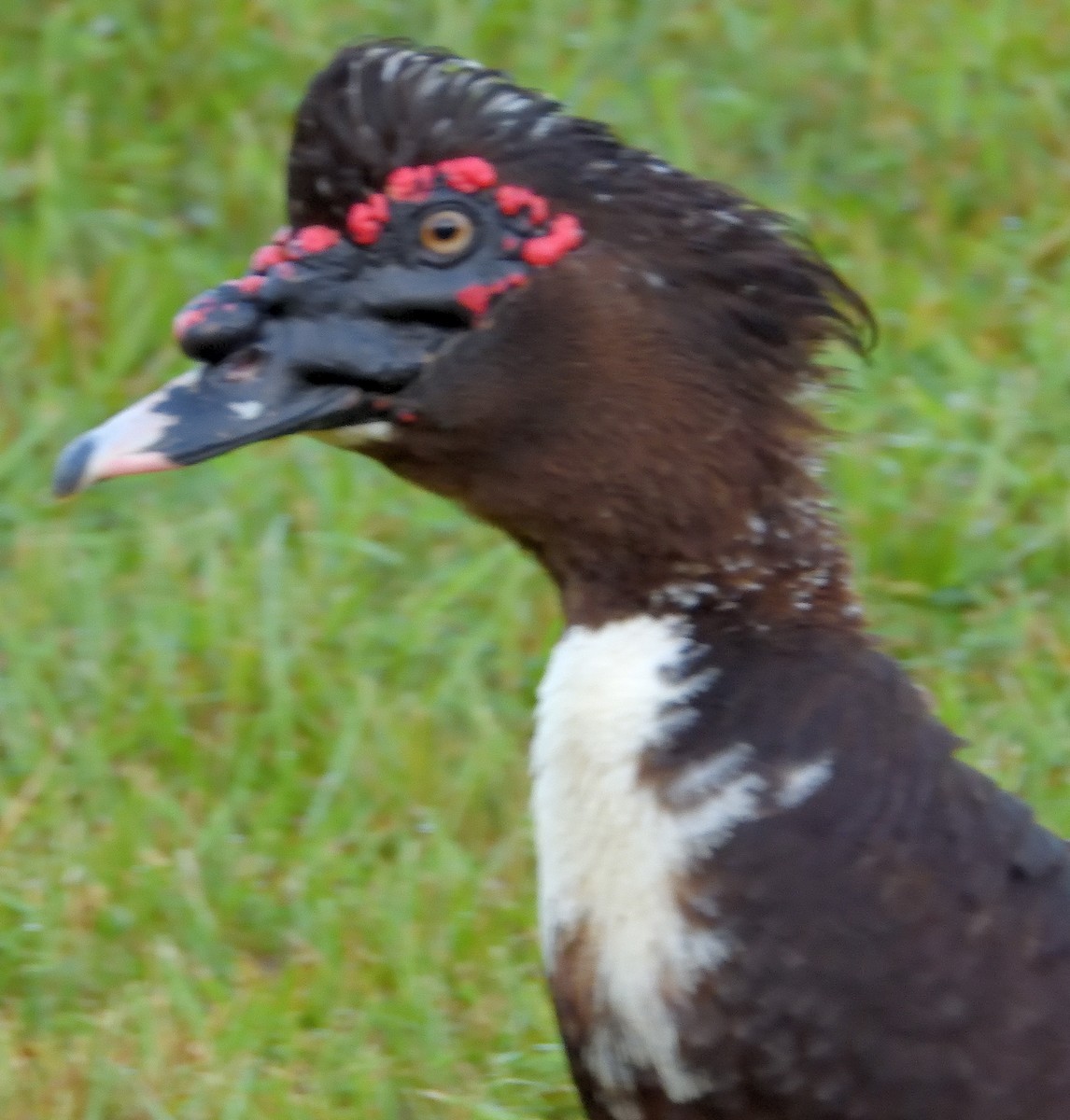 Muscovy Duck (Domestic type) - ML255373051