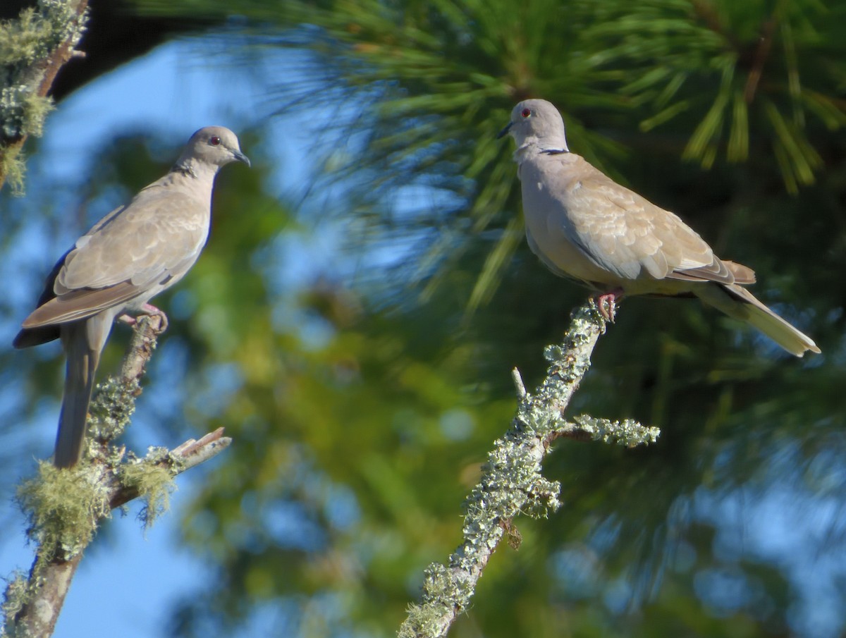 Eurasian Collared-Dove - ML255373281