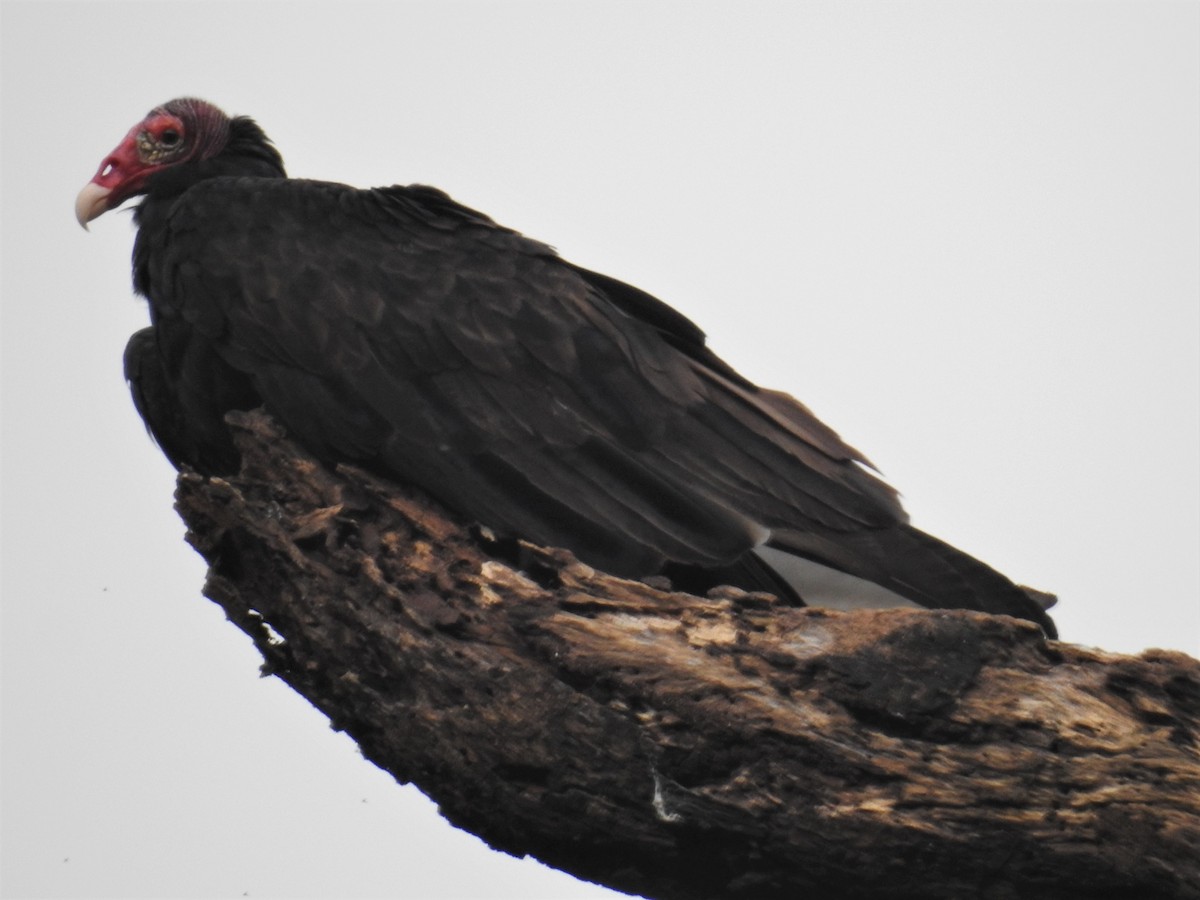 Turkey Vulture - ML255373851