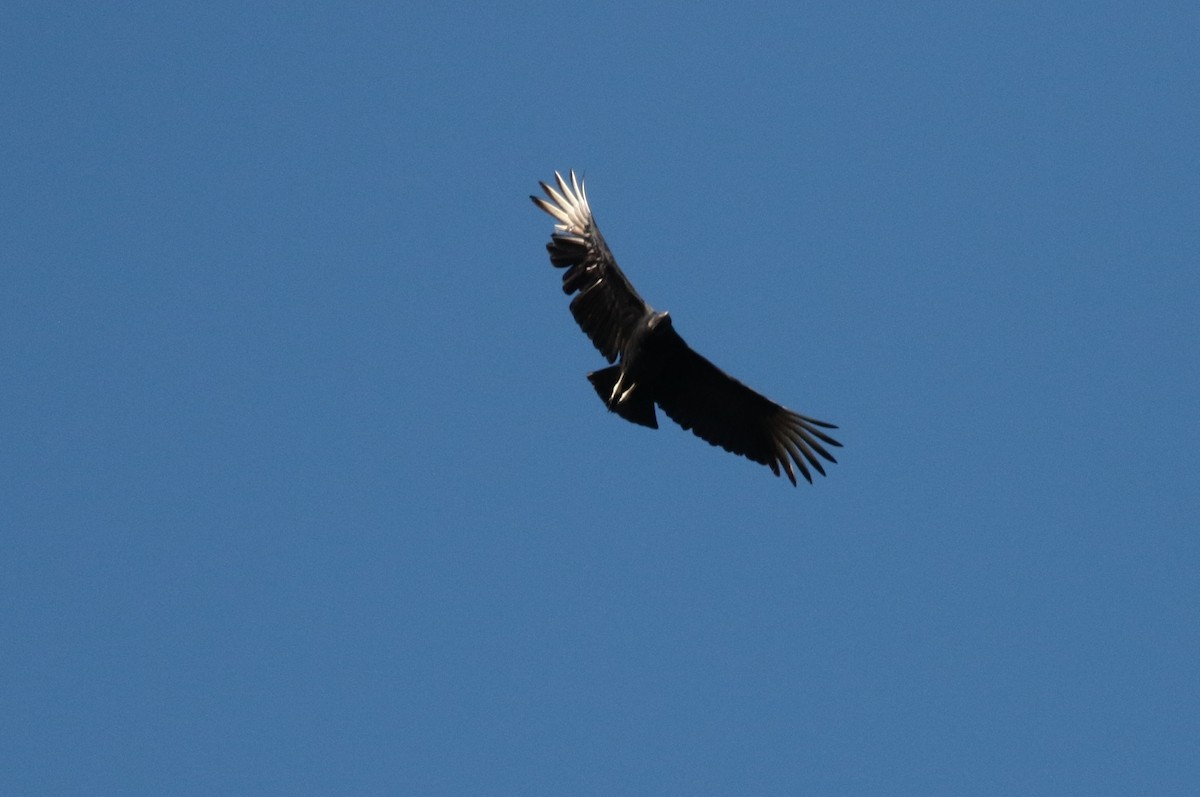 Black Vulture - Margareta Wieser