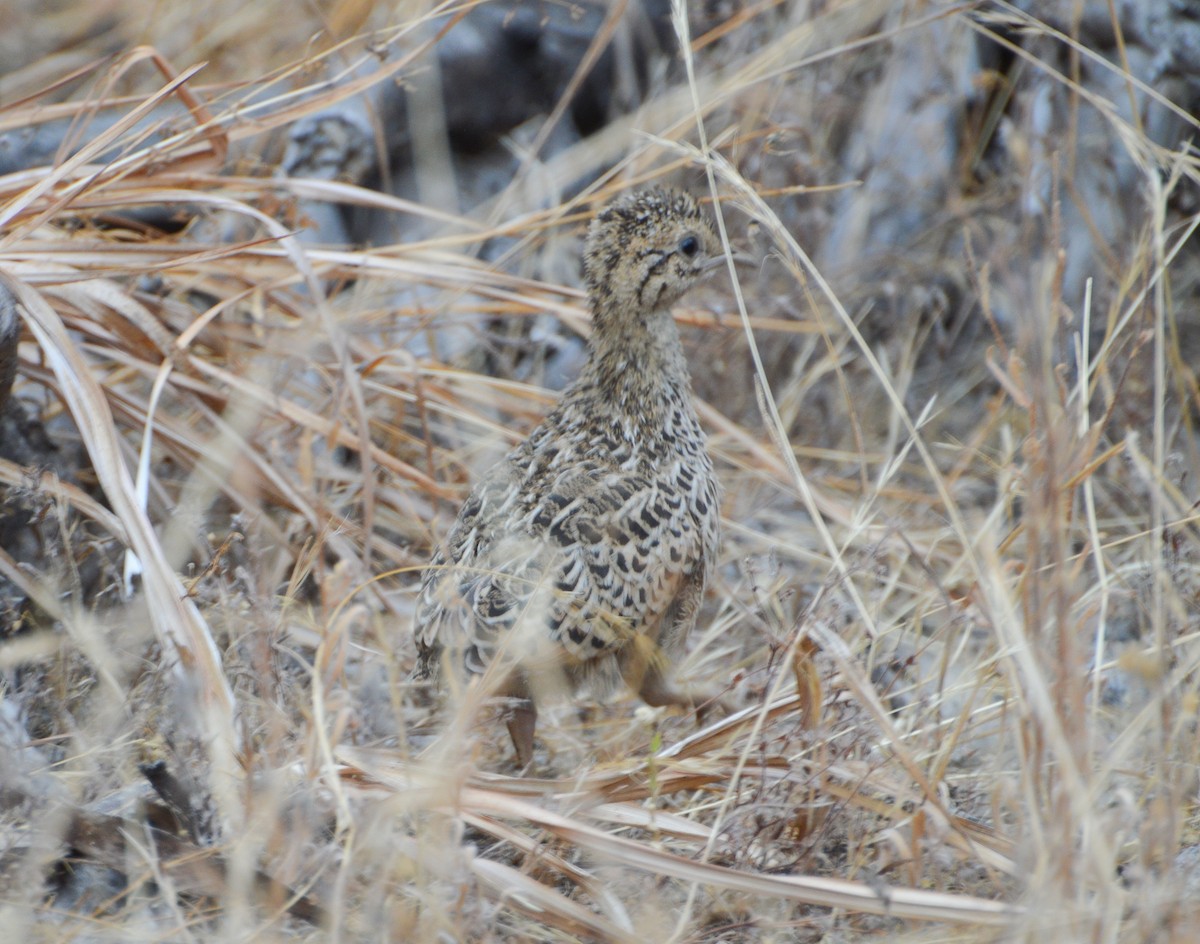 Chilean Tinamou - ML255375171