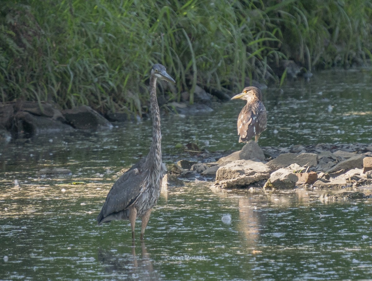 Black-crowned Night Heron - ML255375591