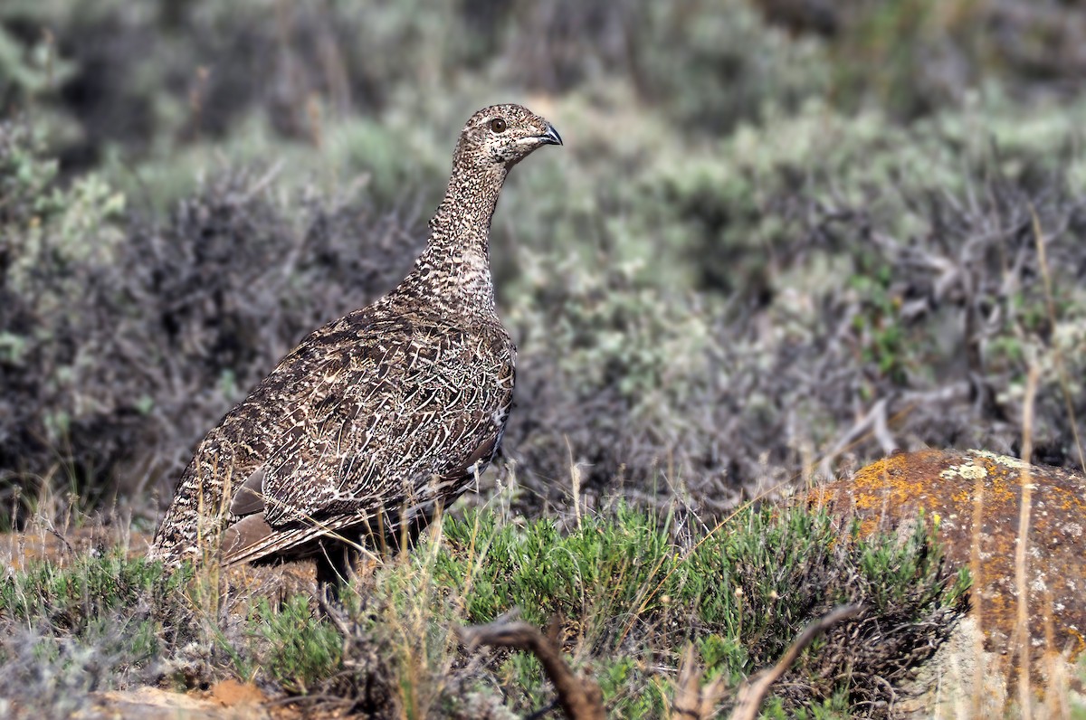 Gunnison Sage-Grouse - Andrew Spencer