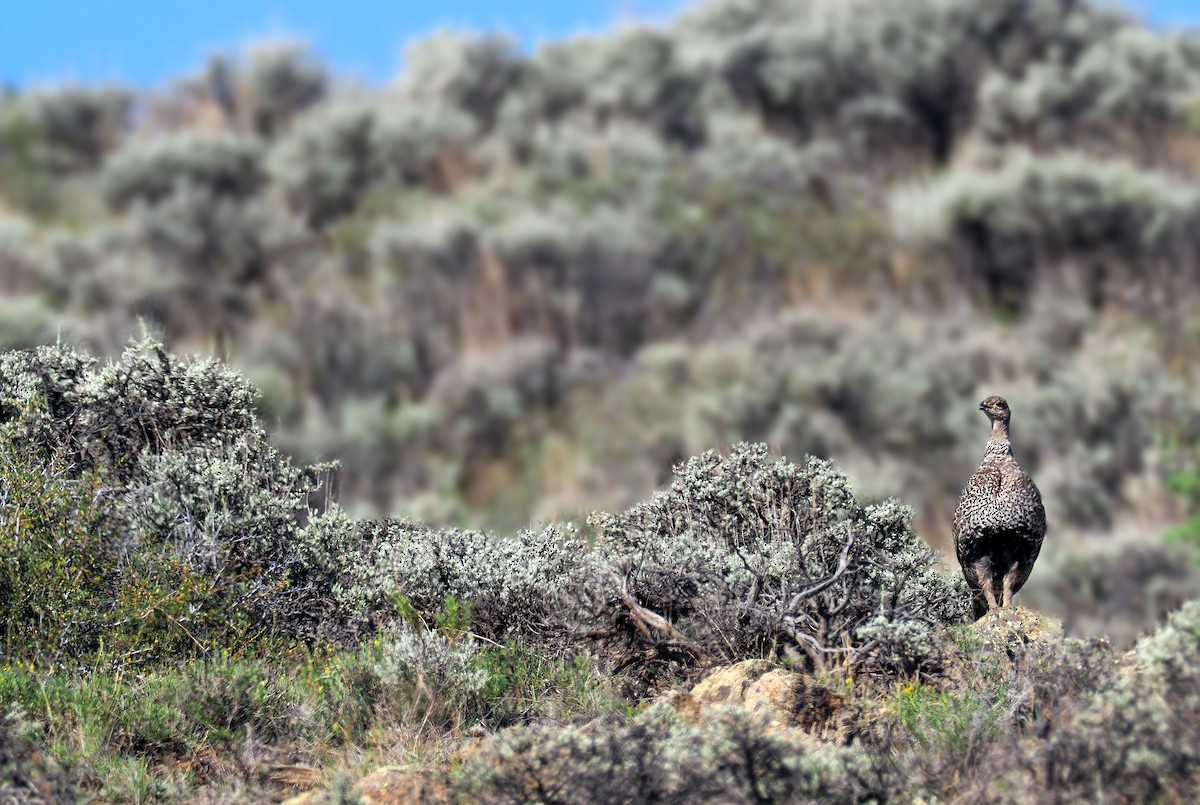 Gunnison Sage-Grouse - Andrew Spencer