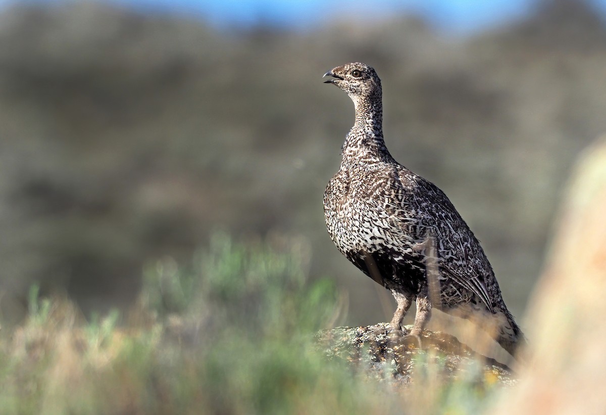 Gunnison Sage-Grouse - Andrew Spencer