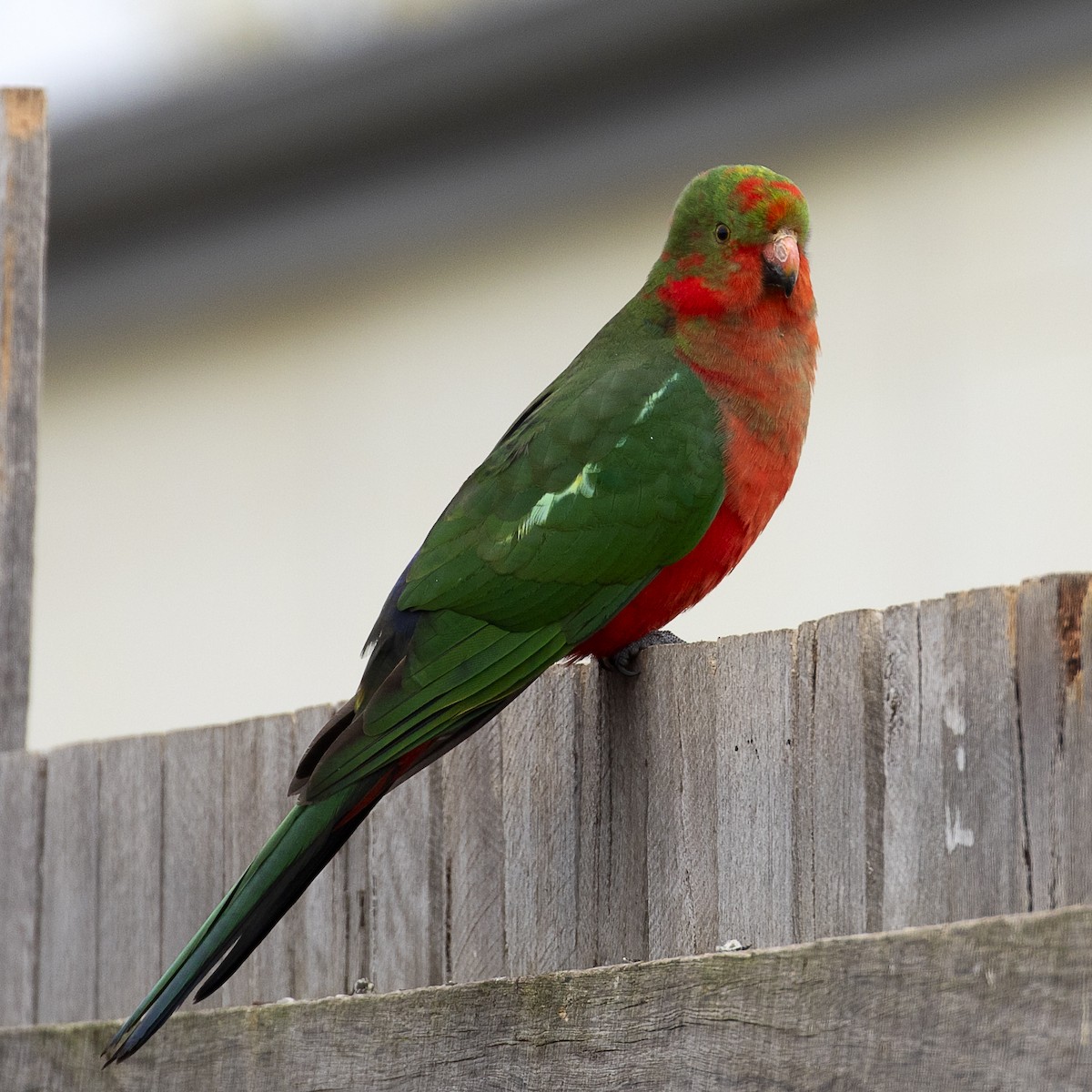 Australian King-Parrot - Cedric Bear