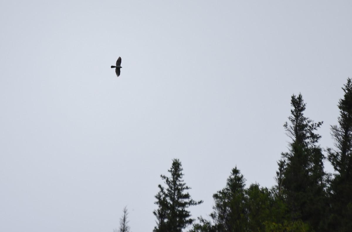 American Goshawk - ML255377731