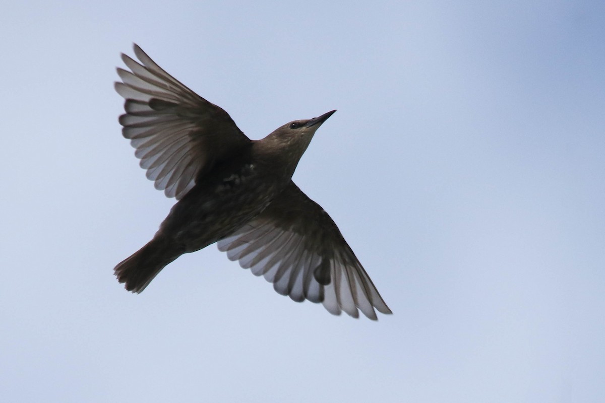 European Starling - ML255378121