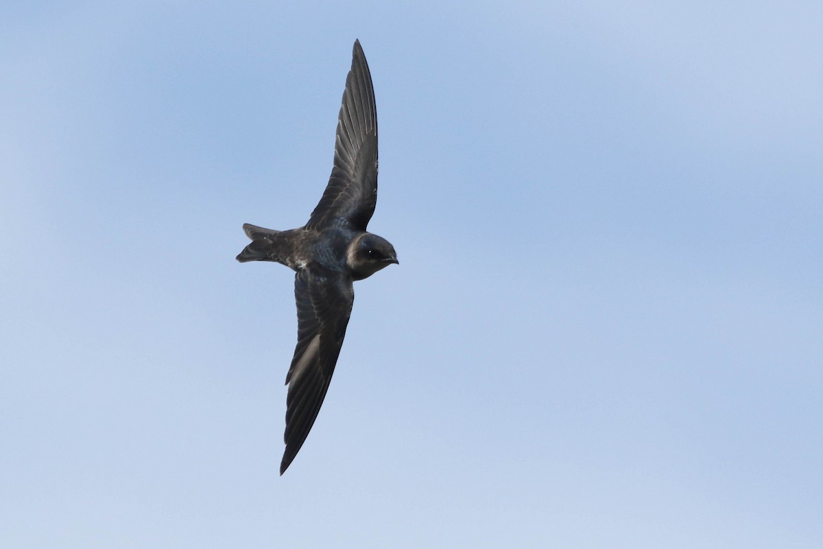 Purple Martin - ML255378341