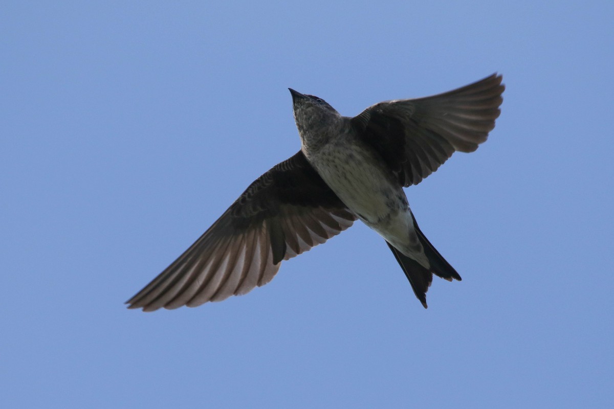 Purple Martin - ML255378351