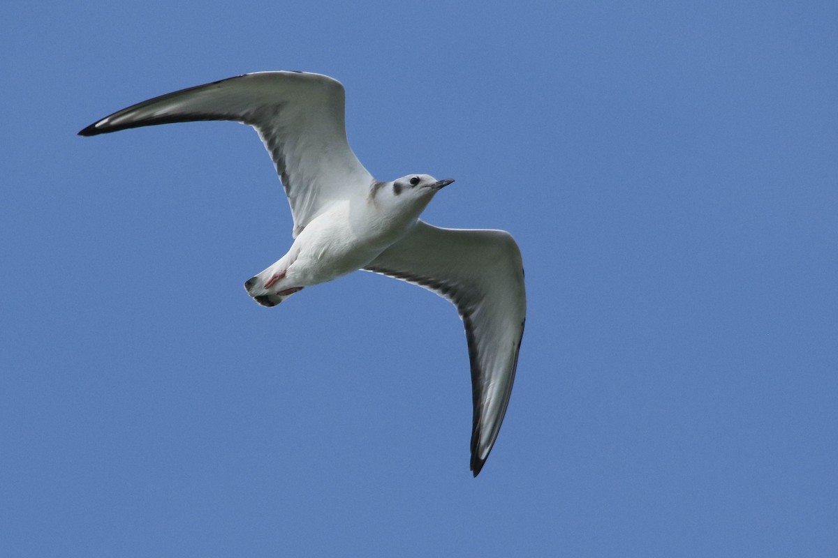 Bonaparte's Gull - ML255378411