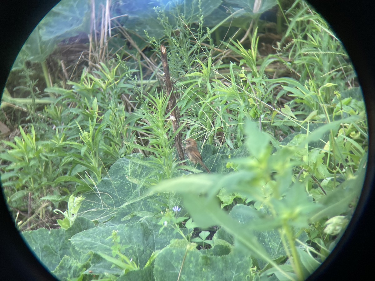 Vinous-throated Parrotbill - ML255378501